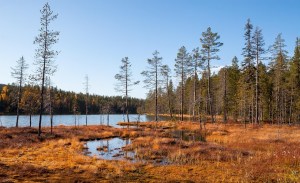 Syksyinen suomaisema, pieni lampi ja mäntyjä taustalla.